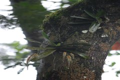 Xenikophyton smeeanum